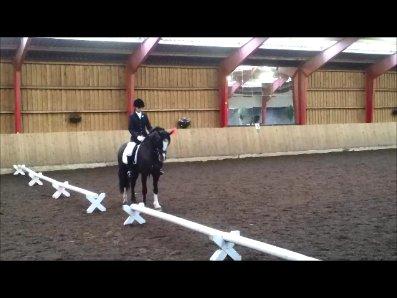 Welsh Cob (sec D)  Meter billede 12