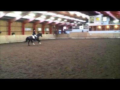 Welsh Cob (sec D)  Meter billede 13