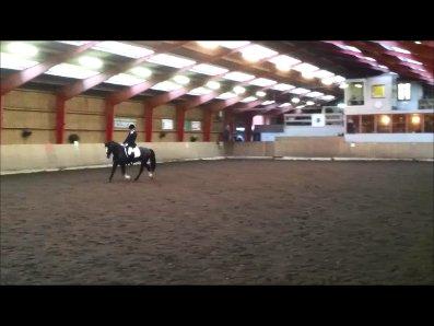 Welsh Cob (sec D)  Meter billede 14