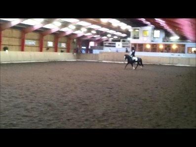 Welsh Cob (sec D)  Meter billede 15