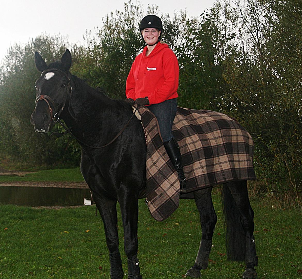 Dansk Varmblod - Carnival (B-HEST) [HIMMEL HEST] - 5) billede 5
