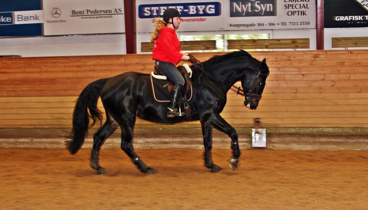 Dansk Varmblod - Carnival (B-HEST) [HIMMEL HEST] - 14) billede 14