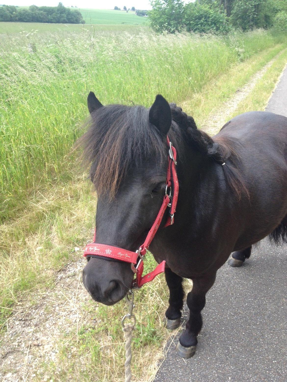 Shetlænder Matilde billede 1