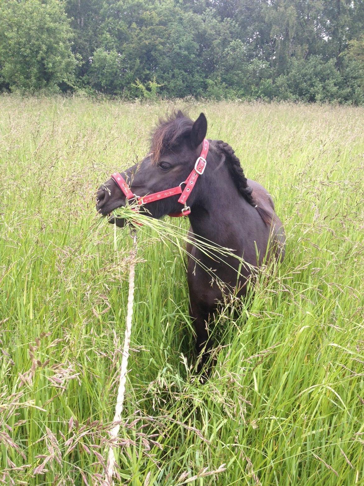 Shetlænder Matilde billede 2