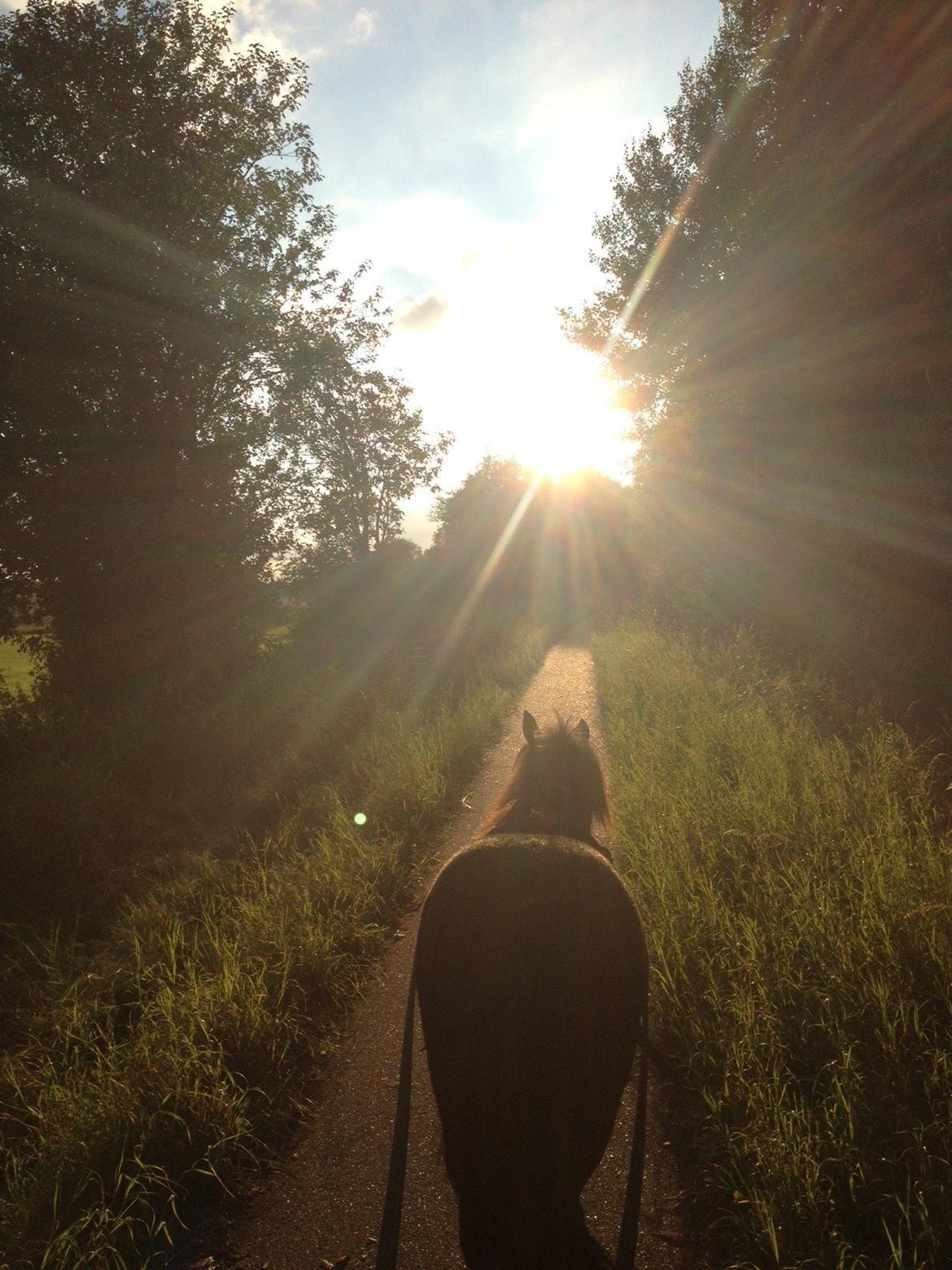 Shetlænder Matilde billede 3