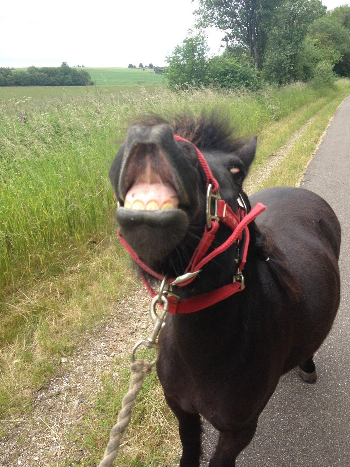 Shetlænder Matilde billede 4