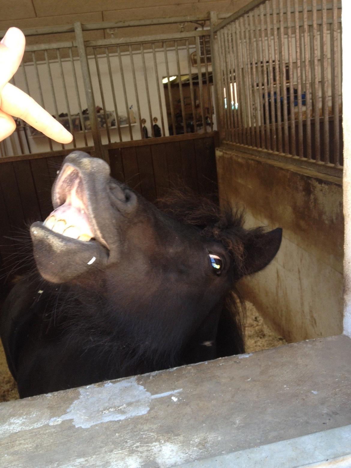 Shetlænder Matilde billede 5