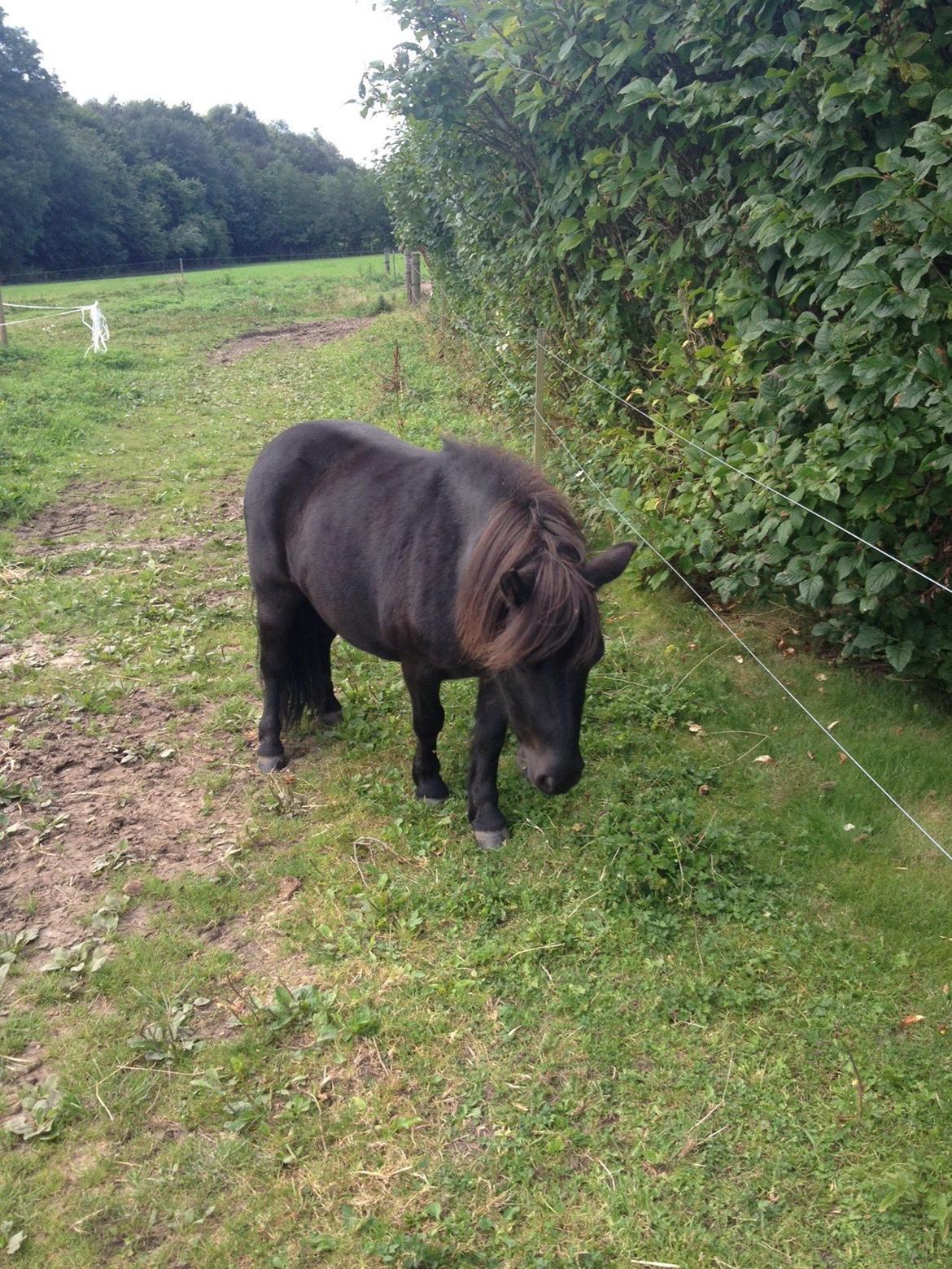 Shetlænder Matilde billede 6