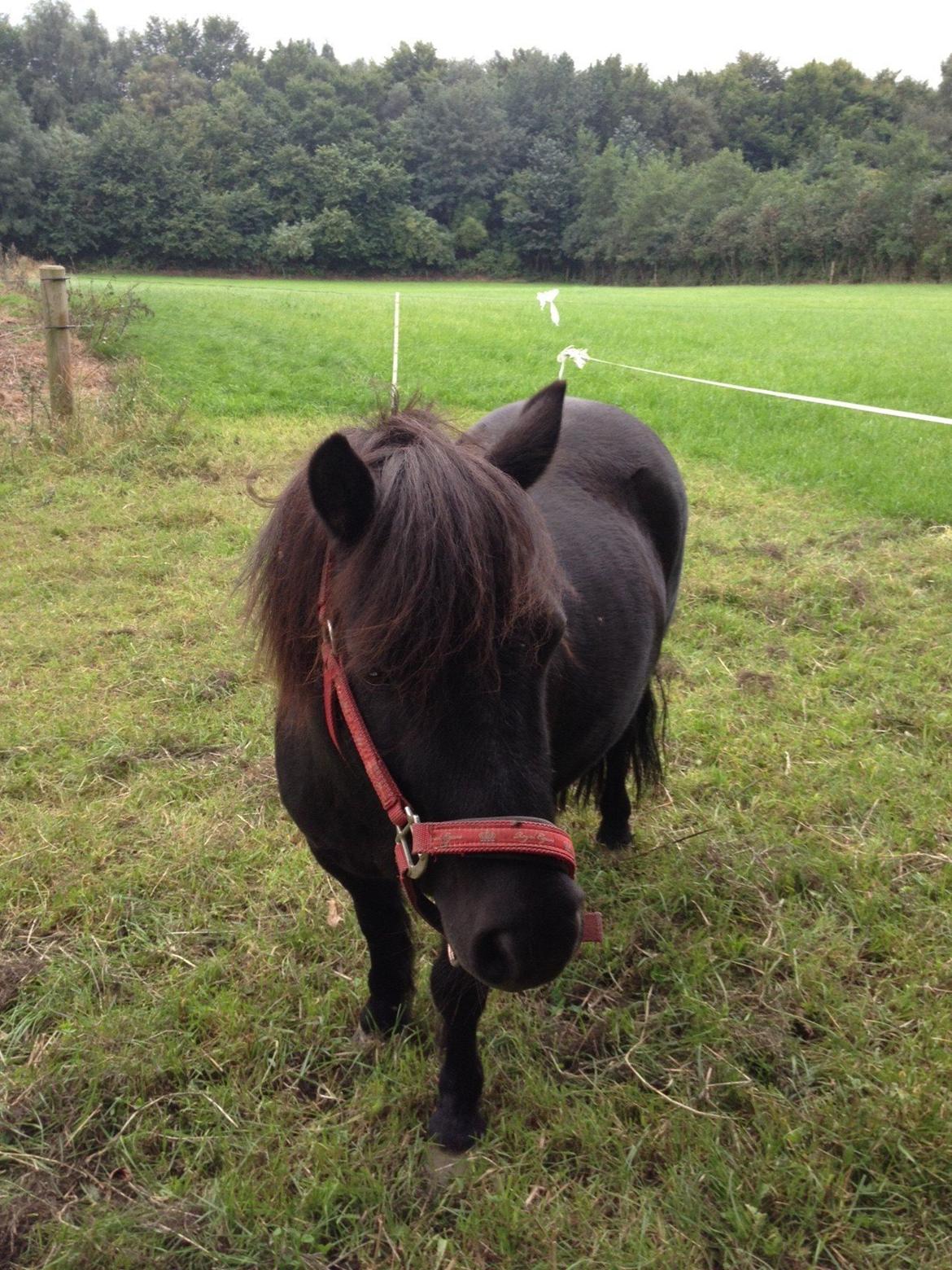 Shetlænder Matilde billede 7