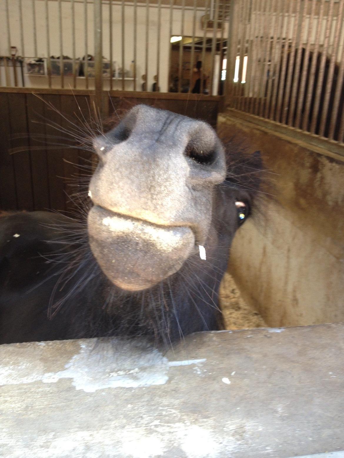 Shetlænder Matilde billede 8
