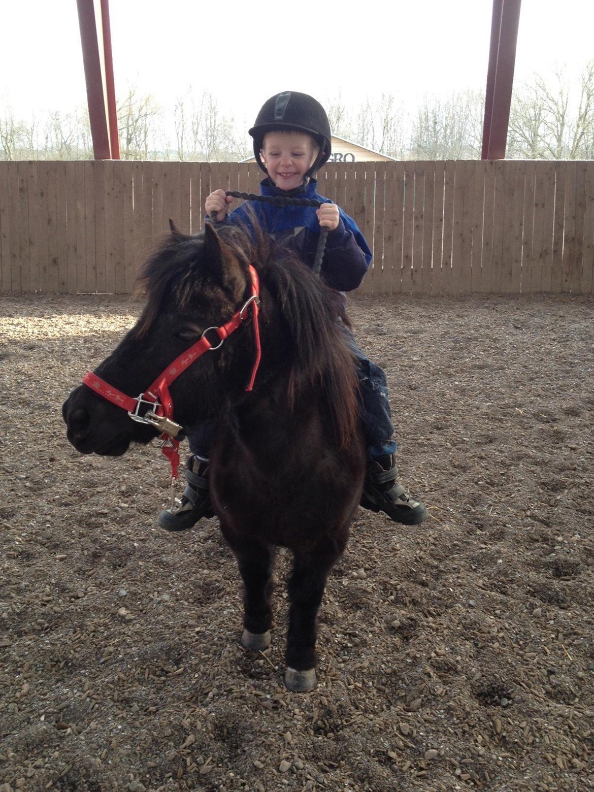 Shetlænder Matilde billede 9