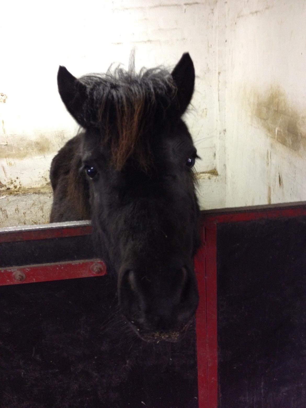 Shetlænder Matilde billede 10