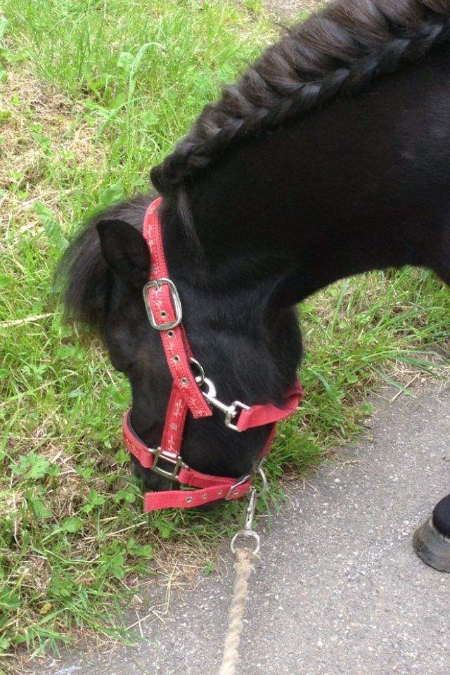 Shetlænder Matilde billede 11