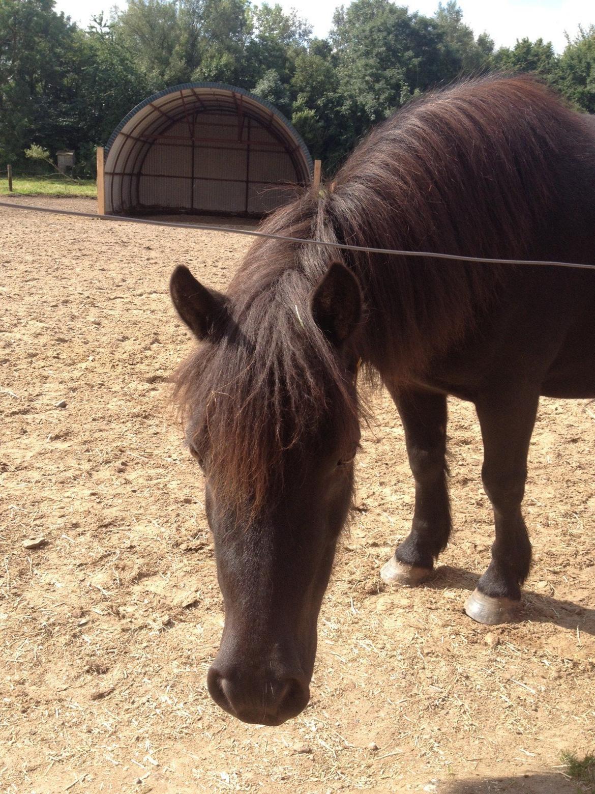 Shetlænder Matilde billede 12