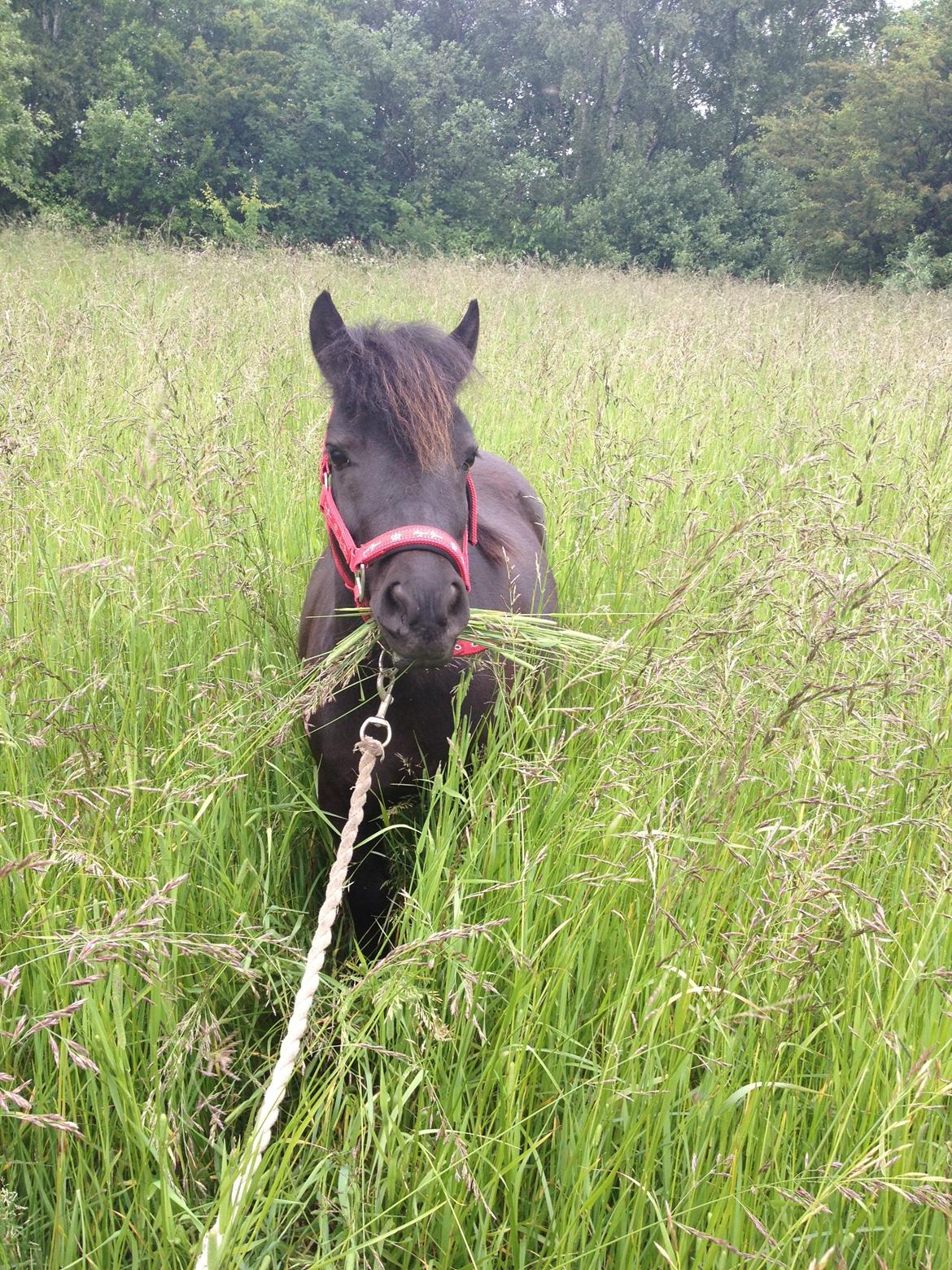 Shetlænder Matilde billede 13