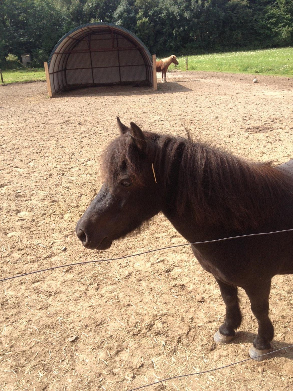 Shetlænder Matilde billede 14