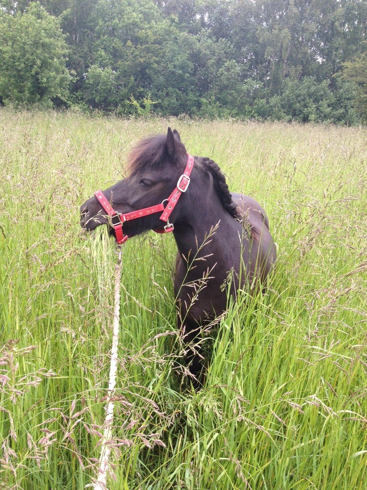 Shetlænder Matilde billede 15