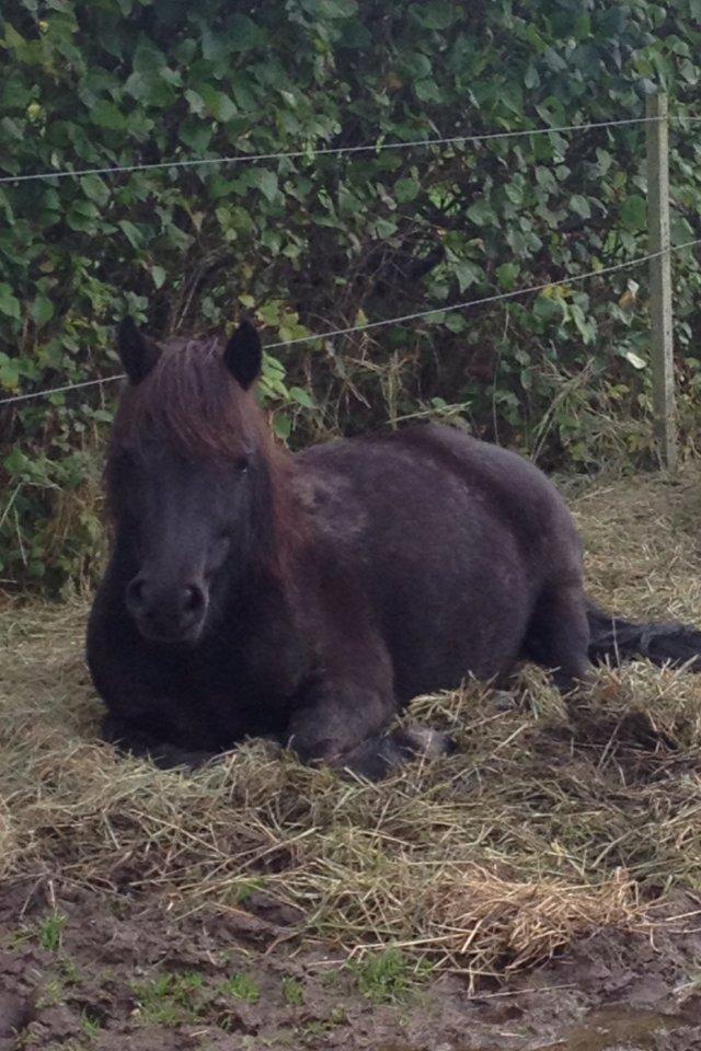 Shetlænder Matilde billede 16