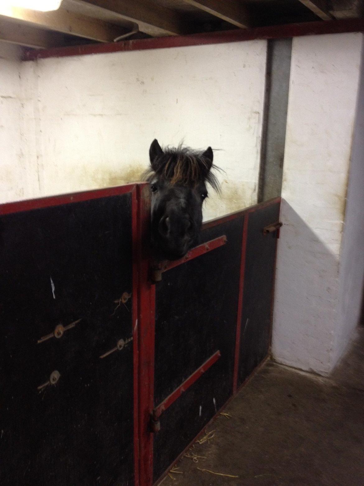 Shetlænder Matilde billede 17