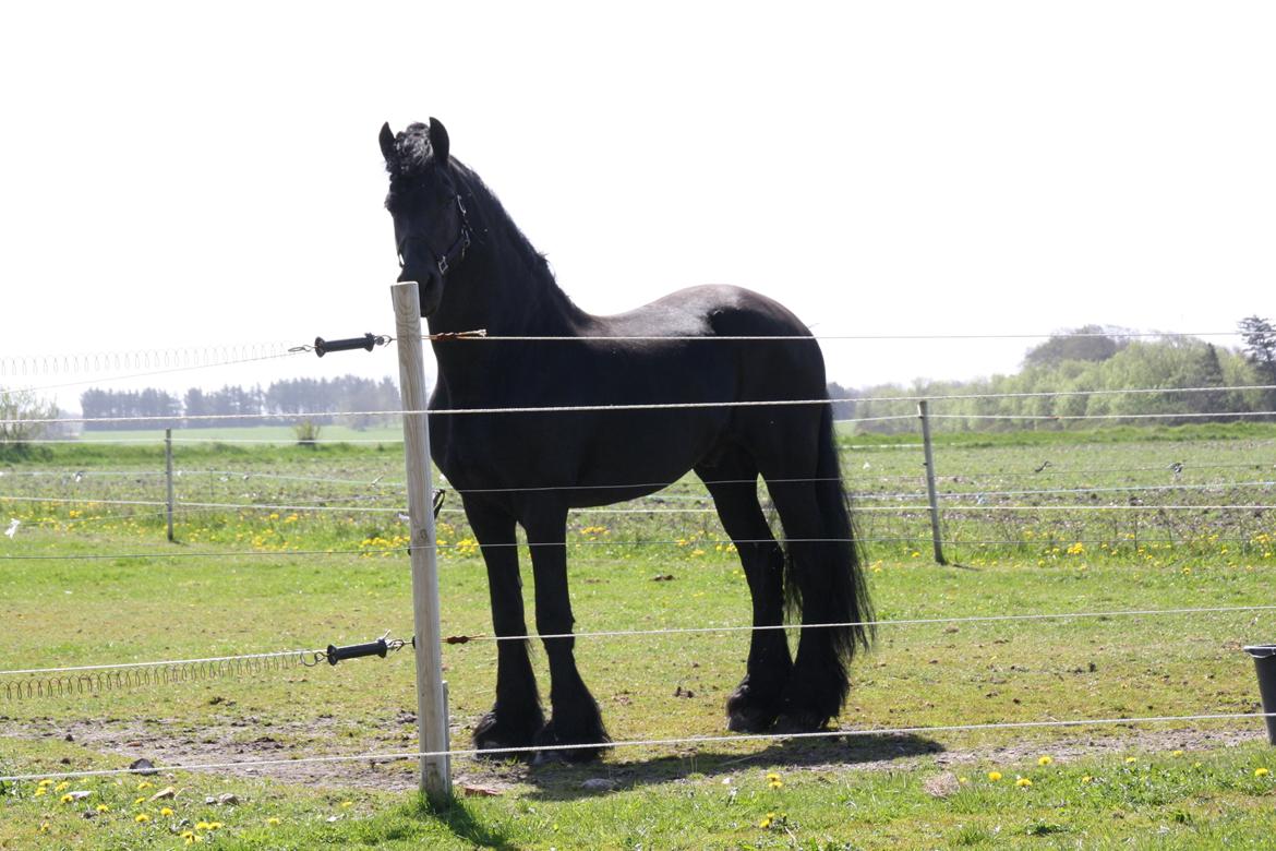 Frieser Bauke van Zweins, STER billede 4