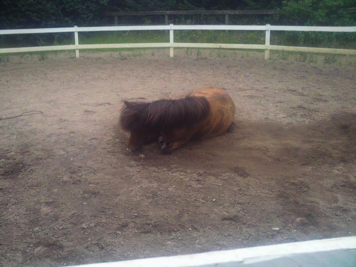 Anden særlig race Elli fra Skidbakka billede 11