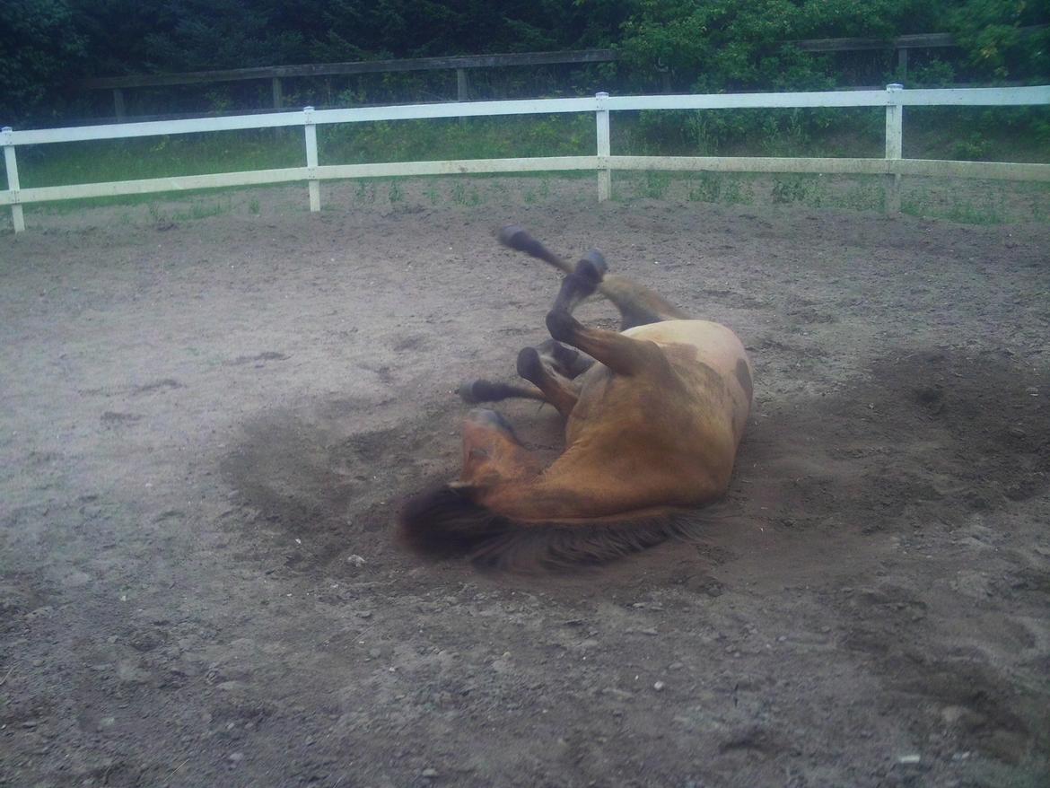 Anden særlig race Elli fra Skidbakka billede 12