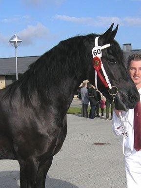 Frieser Famke Ilona F, STER billede 5