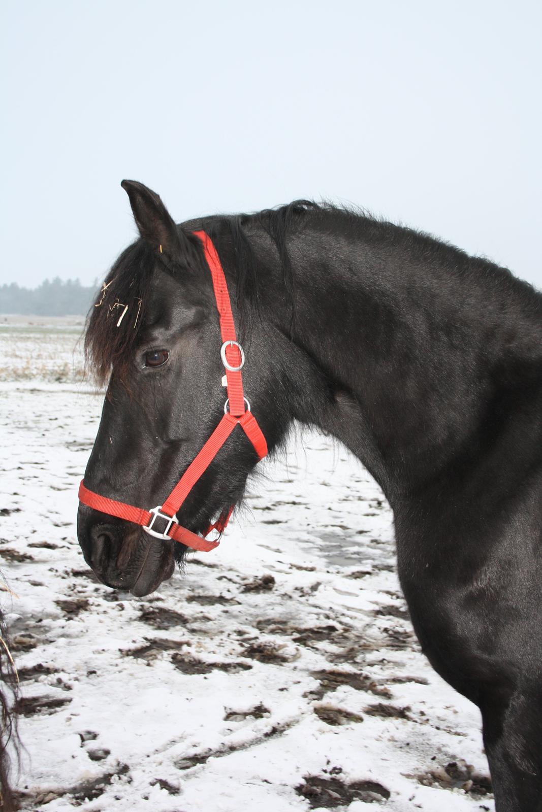 Frieser Famke Ilona F, STER billede 8