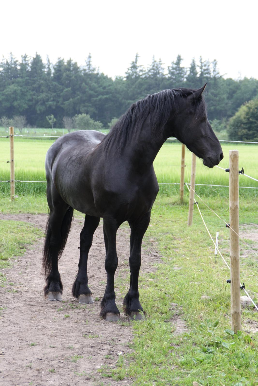 Frieser Famke Ilona F, STER billede 9