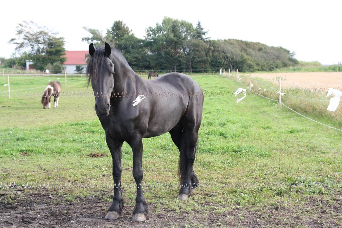 Frieser Famke Ilona F, STER billede 10