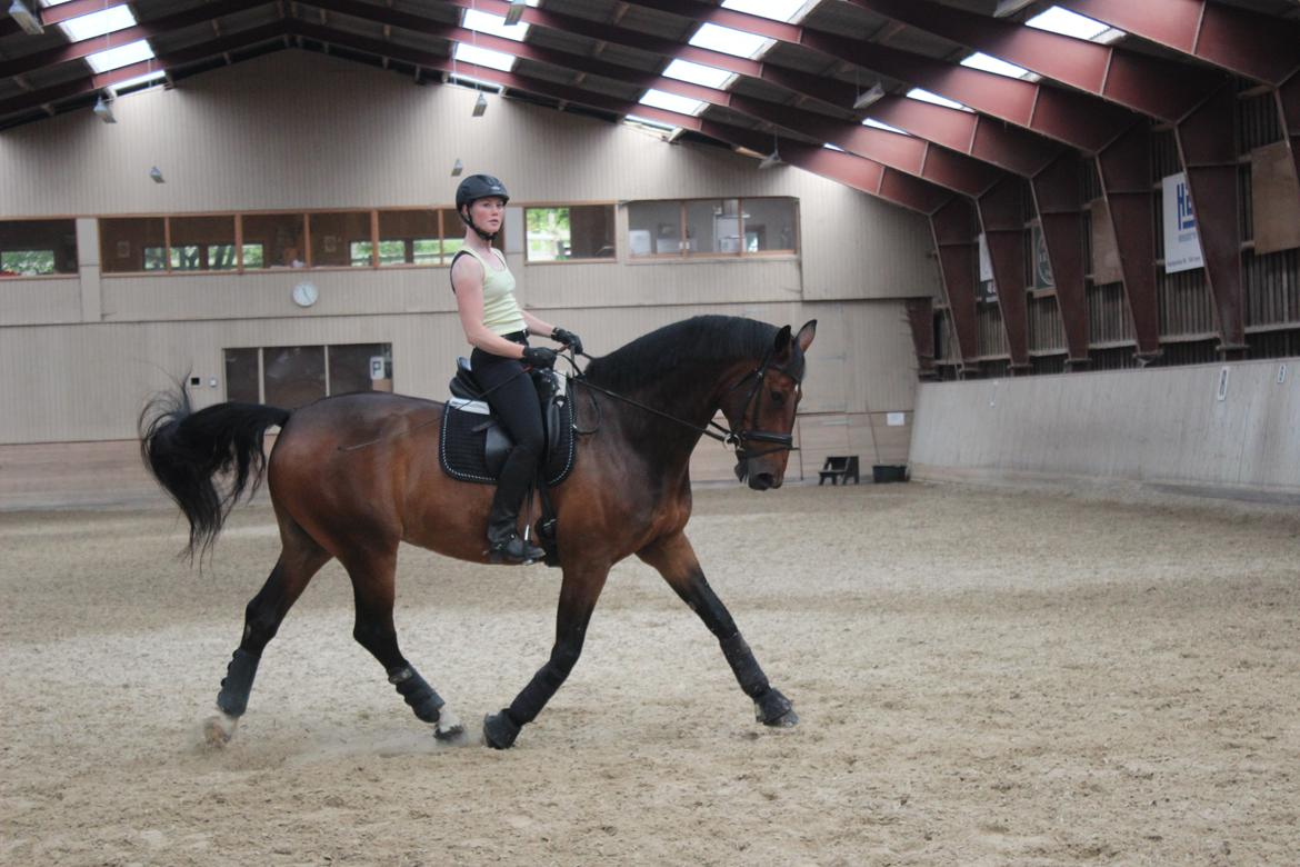 Dansk Varmblod Baunehøjens Lussac - Guuuf billede 10