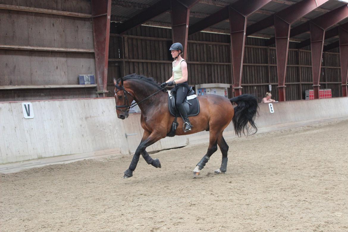Dansk Varmblod Baunehøjens Lussac - Velkommen til Lus'es profil!

Den hals der!
Uff billede 17