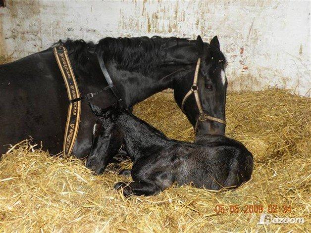 Dansk Varmblod - Carnival (B-HEST) [HIMMEL HEST] - 16) billede 16