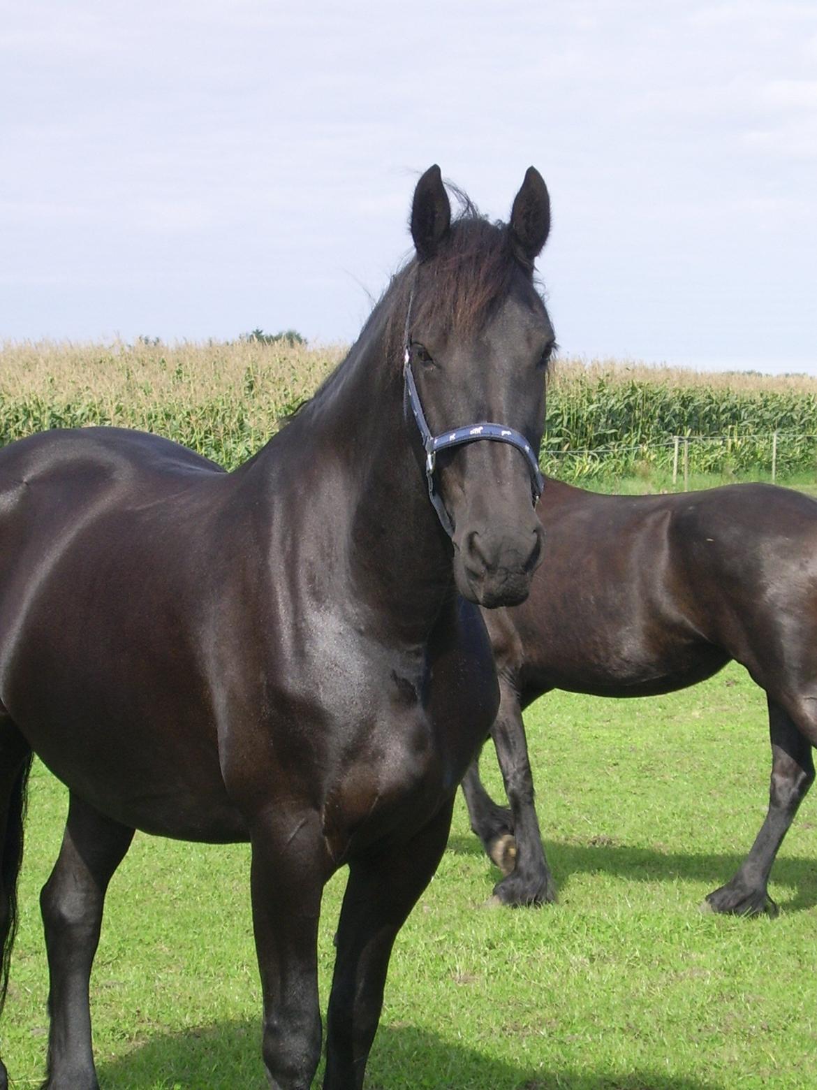 Frieser Fremer van de Zwienhemmen, stb 3 pr billede 4