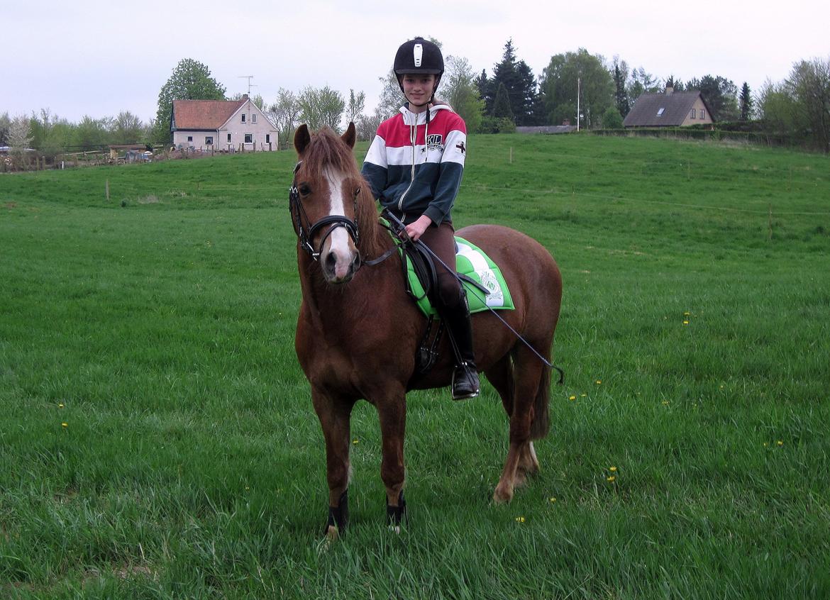 Welsh Pony af Cob-type (sec C) Pinell Nyberg<3 - Maj 2012 billede 4