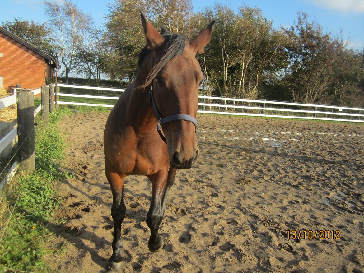 Anden særlig race Babe billede 14