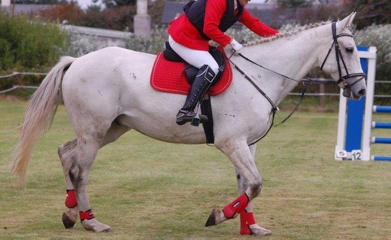 Ungarnsk Varmblod  Bo(favourite) billede 15