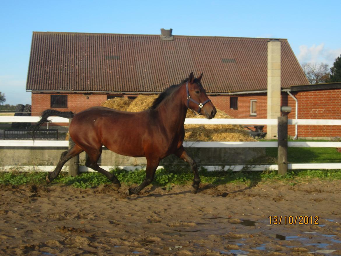Anden særlig race Babe billede 15