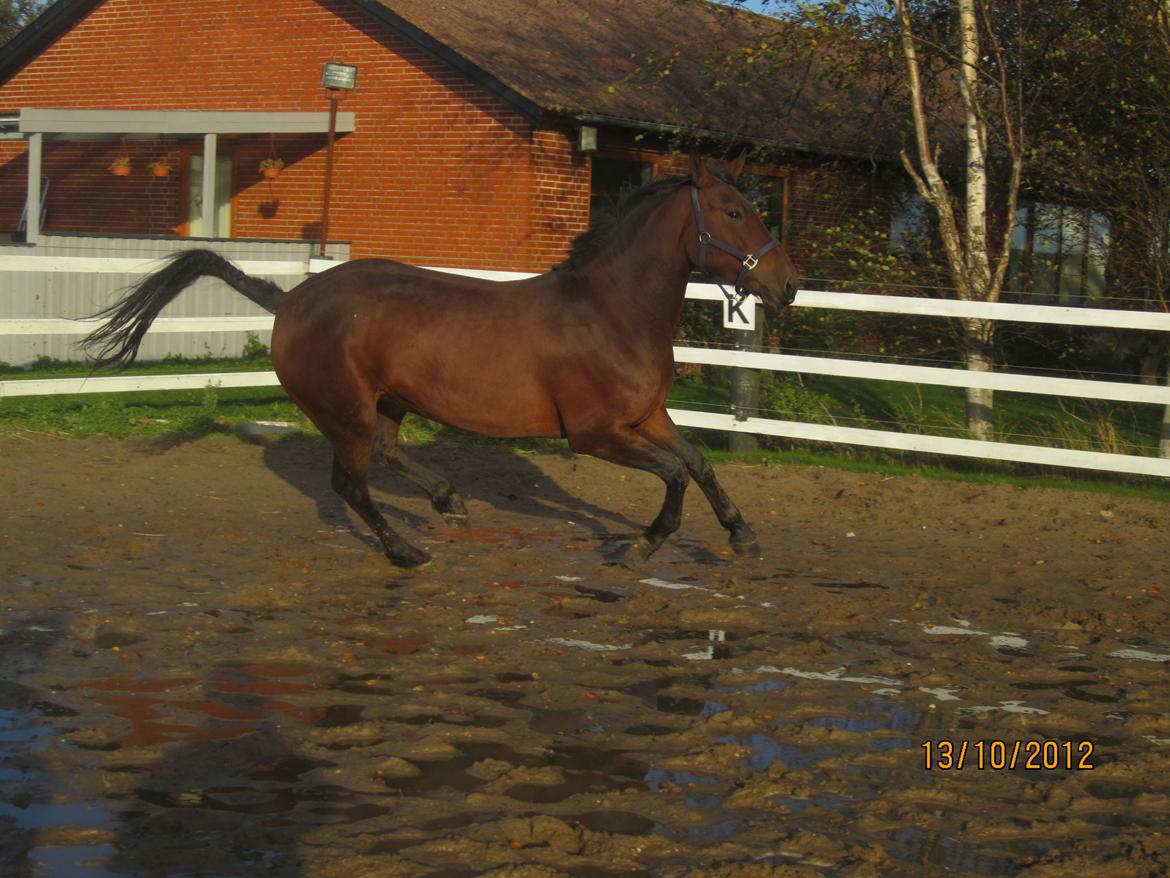 Anden særlig race Babe - Woooow se lige mig jeg er vildhest.....!!! billede 16