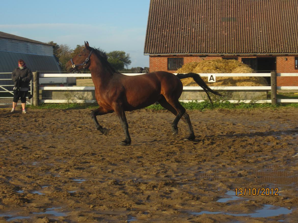 Anden særlig race Babe - uhhh... se lige jeg kan også lave høje ben løft =) billede 18