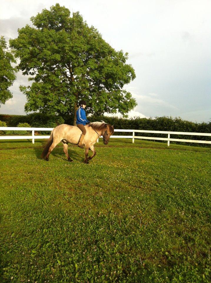 Islænder Gladur fra Gultentorp billede 18