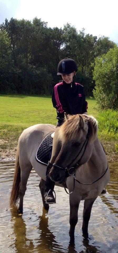 Islænder Gladur fra Gultentorp billede 19