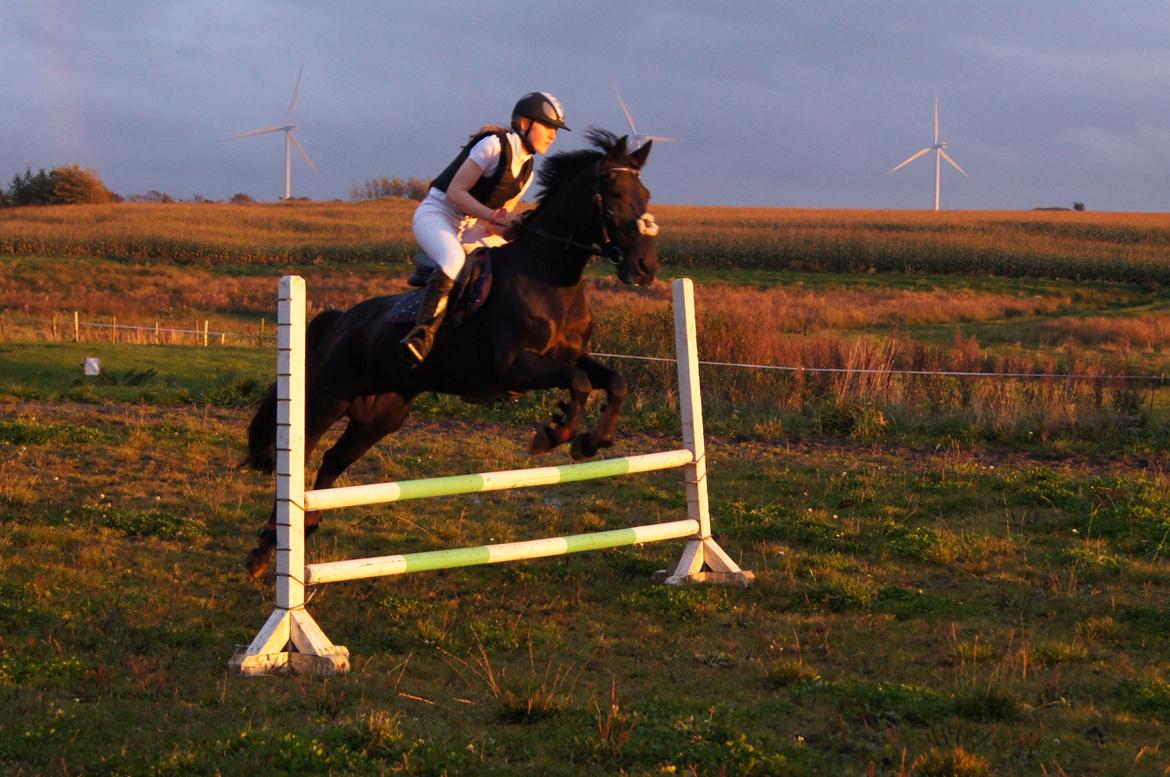 Anden særlig race BLACKIE - 14/10 - 12 Et Hurtigt spring:) dejlig pony billede 16