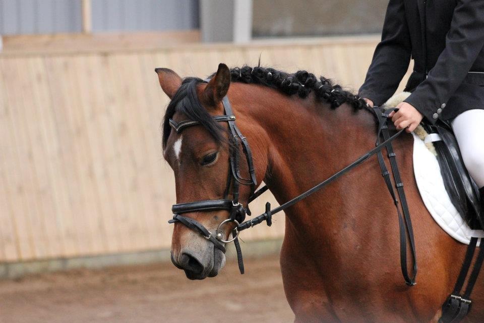 Anden særlig race Lille Stjerne - Dressur stævne med hende den dejlige i Ottersbøl! <3 billede 8