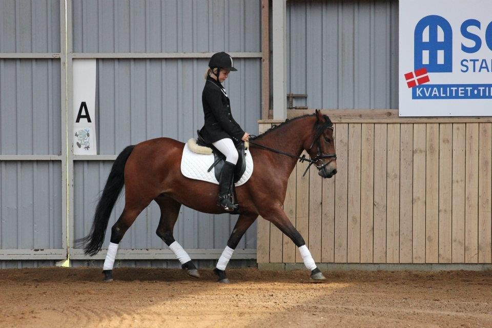 Anden særlig race Lille Stjerne - Dressur stævne med hende den dejlige i Ottersbøl! <3 billede 11