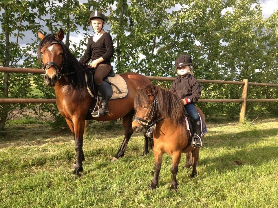 Anden særlig race Lille Stjerne - På besøg hos tidligere ejer og ved min gamle pony Teddy. :) billede 13