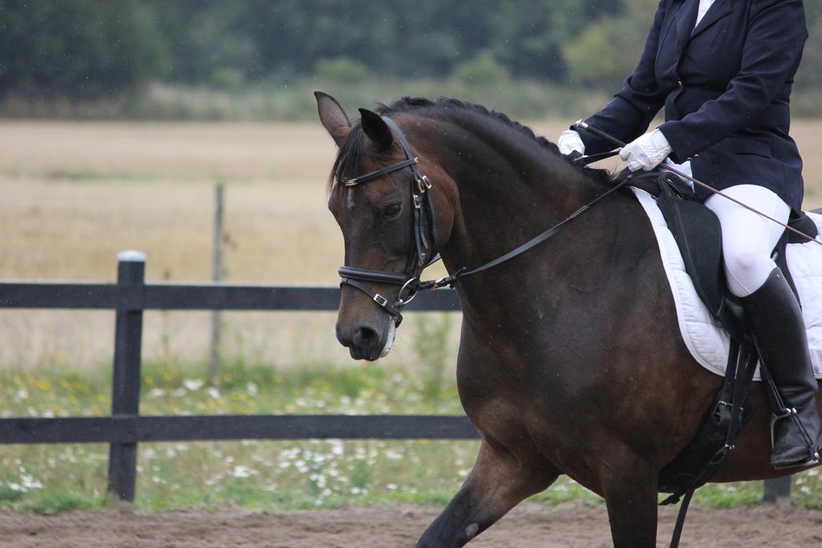 Anden særlig race Tequila alias La Amia billede 10