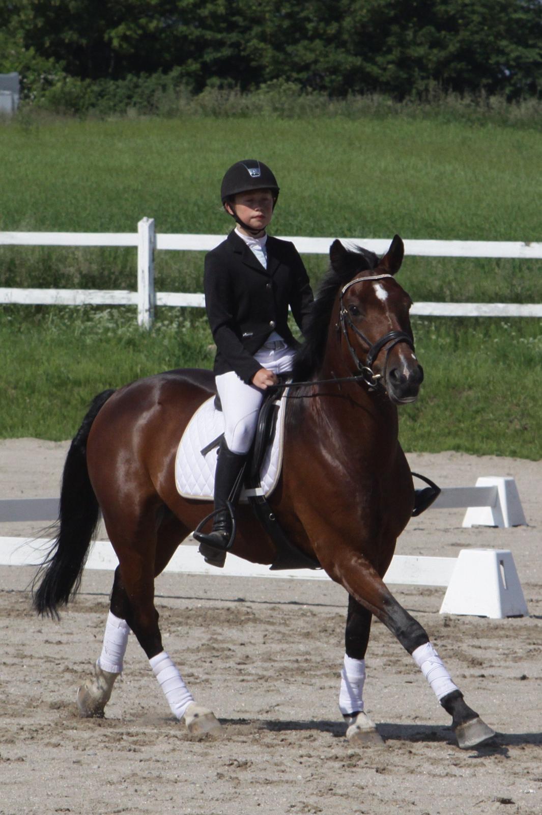 Anden særlig race Huntelaar billede 20