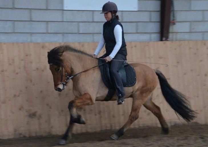 Islænder sleipnir fra Kastanjely (R.I.P) billede 18