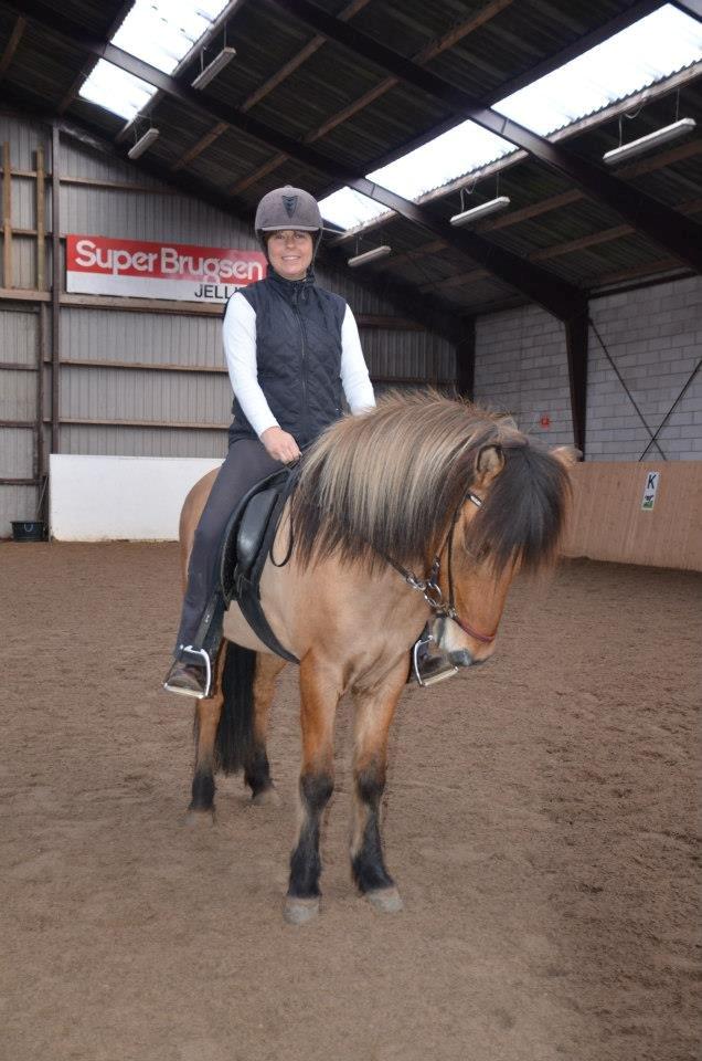 Islænder sleipnir fra Kastanjely (R.I.P) billede 19